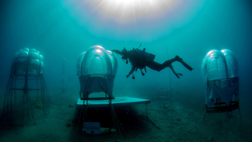 Grow fruit underwater in Nemo's Garden