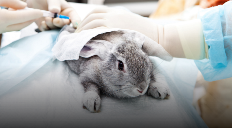 Is the Global Cosmetics Market Moving Towards a Cruelty-Free Future?