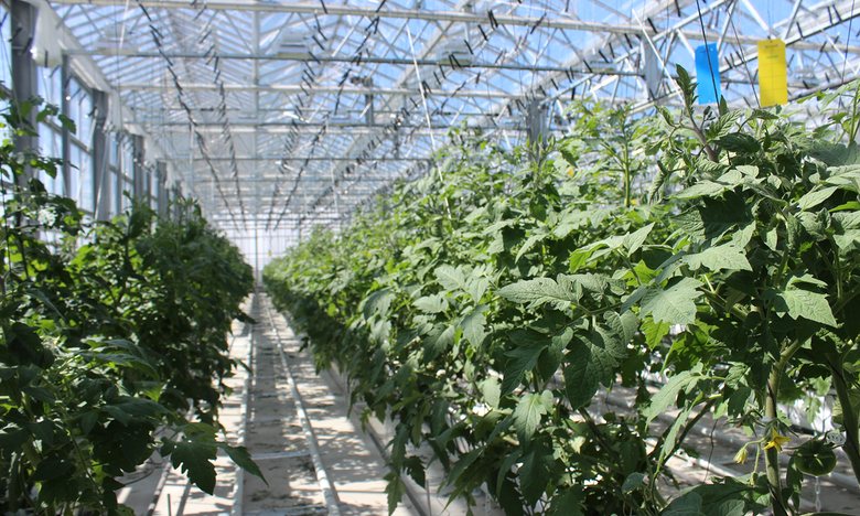 Greenhouse in the Sky: Inside Europe's Biggest Urban Farm