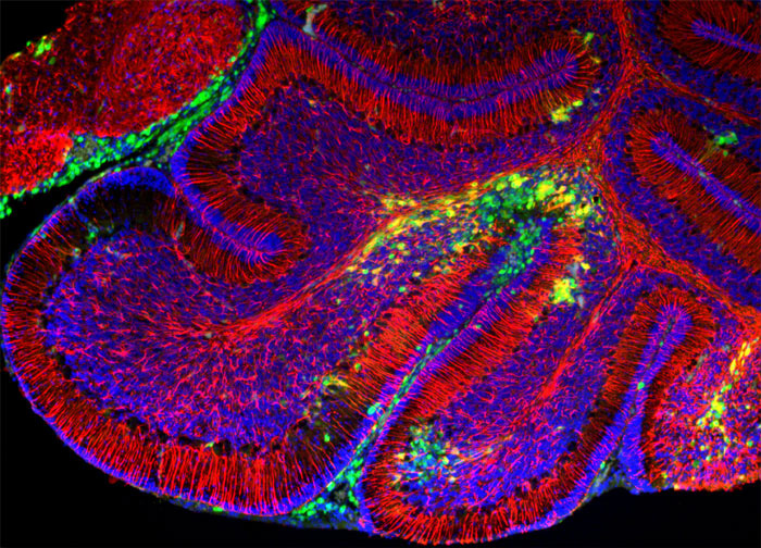 Optogenetic Monkeys