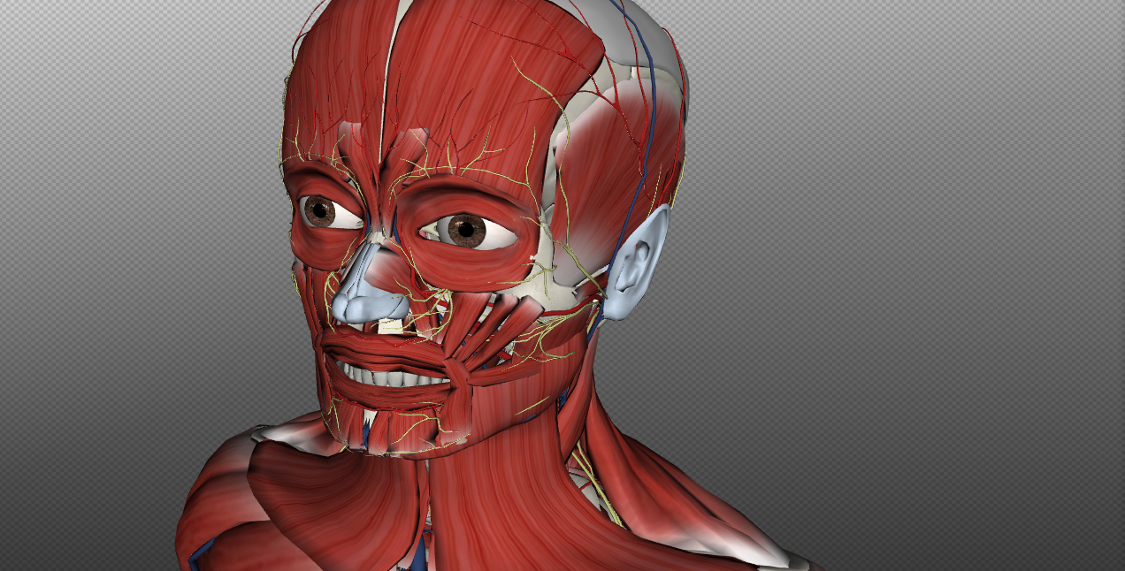 3D Anatomy Exploration