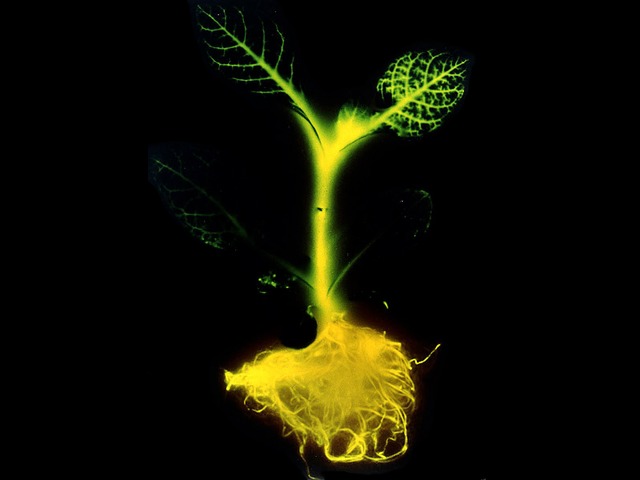 Glowing Plant Project