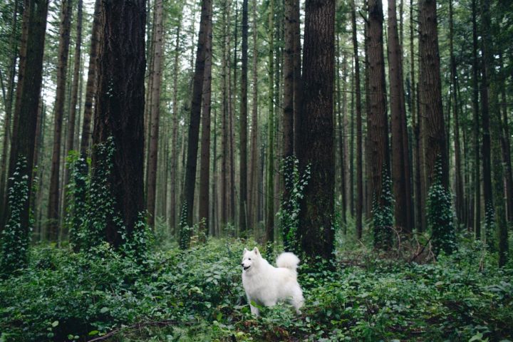 Forest, an exhibition by Protein x Cereal Magazine